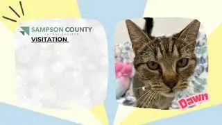 Pet of the Week - Dawn 10-21-25