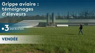 Grippe aviaire : témoignages d'éleveurs