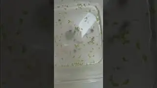36 hours later... dying Planaria❗️