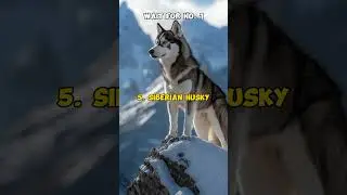 top 10 most beautiful animals in the world #top10facts #ytshorts #trendingshorts #animals