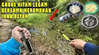 🍃GABUS HITAM LEGAM BERSAMA KERUMUNAN IKAN BETOK‼️