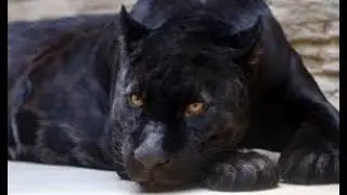 Panther Spirit