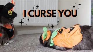 Dressing My Cats Up For Halloween