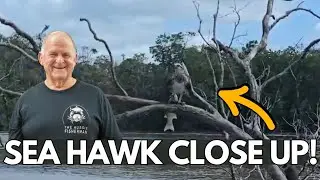 Wild Sea Hawk Moment on the Creek + Big Bucks in the Pots!
