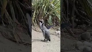 What penguins sound like 🐧 📢  #penguinlife