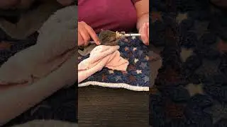 NEW INTAKE ALERT: Meet BUTTERS the newest baby squirrel!