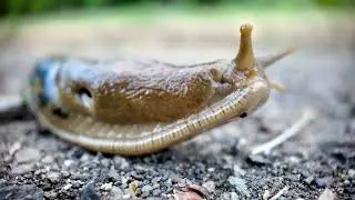 Slug Life: Going Nowhere Fast in Style