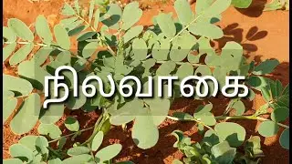 மூலிகை ரகசியம் 