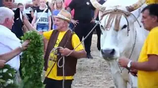 Kanfanar - home of Istrian ox and fusi