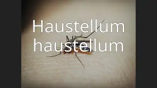 Haustellum haustellum