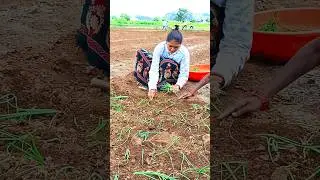 कांदा लागवड || kanda lagwad #kanda #agriculture