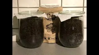 🍄 Speisepilze selber anbauen #1 mit Pilzdübeln eine Kultur ansetzen