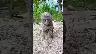 MONYET NYA KASIHAN BANGET....🐒🐒 #funny #youtubeshorts #trendingshorts