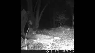 Ringtail Cat. #shorts #animals #cute #nocturnal #nature #austin #texas #wildlife