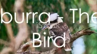 The incredible bird life of Australia! #birdwatching  #wildlife #L&rsquo;incroyable avifaune #Australie !