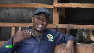 Mkulima | Ufugaji wa mbuzi wa maziwa mwihoko