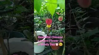 Beautiful Chinese Lantern Flower on a Windy Day🌸😊🌿