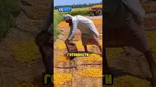 Вот так на самом деле делаются финики! Create: TT - @insanefood