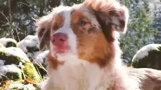 Winter Wandern mit Aussie Miley - Outdoor in der Natur mit Hund