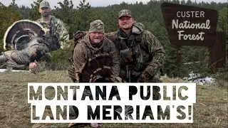 MONTANA PUBLIC LAND MERRIAM'S! OUR FASTEST TURKEY HUNT EVER??
