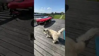 У Мига свой сап есть 🫤 #мигпёс