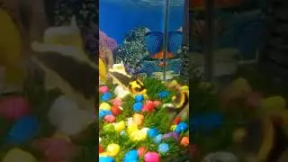 gold fhish ne bacche de diye hai machli me ande diye aquarium me