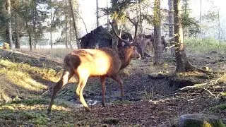 Vie sauvage de cerfs, biches et sangliers au pi&egrave;ge photo - 1080p 60fps