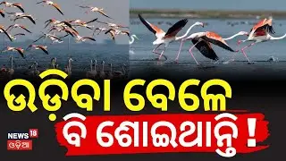ଉଡ଼ିବା ବେଳେ ବି ଶୋଇଥାନ୍ତି ! | Cyberia to Chilika Birds Migration | Odisha Winter Birds | Odia News