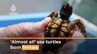 Why almost all Florida&rsquo;s sea turtles are being born female