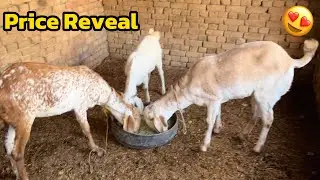 Teen Bakriyan Kitnay Ki Li? | Price Reveal😍