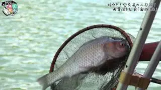 季節の変わり目、ダンゴか？セットか？