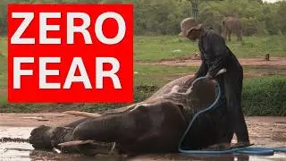 Deep Connection: Adult Elephant's Thorough Bath at Way Kambas Conservation 🐘