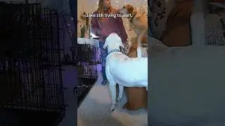 Service dogs save owner from medical episode! #servicedog #dogtraining #youtubeshorts #shorts