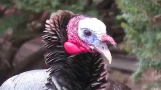 Turkey flexing its snood