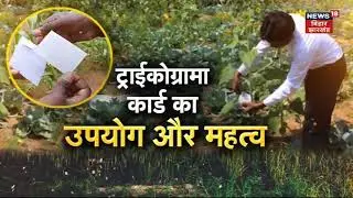 Farming News: अन्नदाता | ट्राईकोग्राम कार्ड का उपयोग और महत्व | Annadata | TOP News | Hindi News