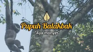 PUPUH BALAKBAK | LIRIK