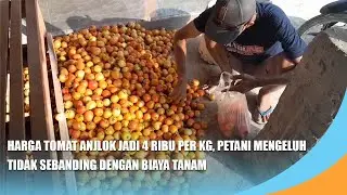NGANJUK | Harga Tomat Anjlok Jadi 4 Ribu Per Kg, Petani Mengeluh Tidak Sebanding dengan Biaya Tanam