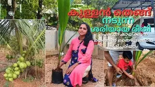 കുള്ളൻ തെങ് നടുന്നതിനു മുൻപ് ഈ വീഡിയോ ഒന്നു കാണൂ | Tips for Dwarf coconut tree cultivation