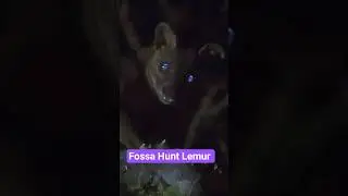 Fossa Hunt Lemur