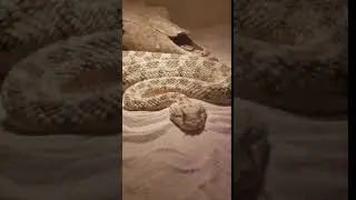 Cerastes cerastes (horned viper) Loki the Horned viper