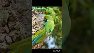 Beautiful 💐🕊Parrot 🦜 #parrot #roseringedparakeet #funny parrot #shorts #BestVibes