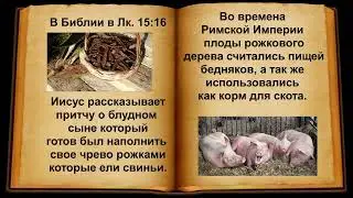 Акриды - Плоды рожкового дерева или саранча?