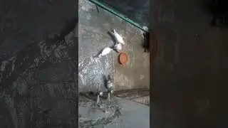 Shoaib Malik pet house
