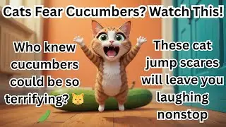 Cats Getting Scared of Cucumbers | Funny Cat Reactions
