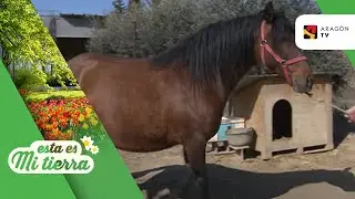 Una yegua a punto de parir