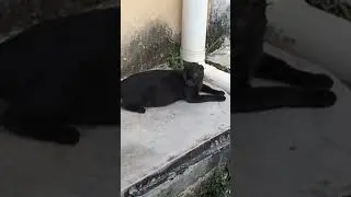 Lonely Cat Stay Calm