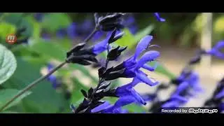 Herbaceous Plant Study List 4