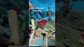 RAINBOW Fish Tank Ambience 🌈 | SEA LIFE Bangkok Ocean World