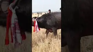 jujot dekha Dangar moh tu