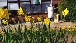 Daffodil Delight: Nature&rsquo;s Springtime Masterpiece